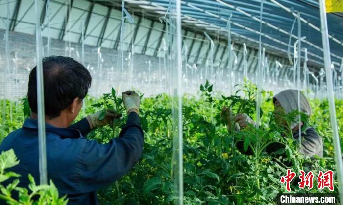 山西太原小店區(qū)持續(xù)促進(jìn)農(nóng)業(yè)產(chǎn)業(yè)提質(zhì)增效，聚焦“一企一品”，壯大村級(jí)集體經(jīng)濟(jì)，拓寬農(nóng)民增收渠道。　李俊羿 攝