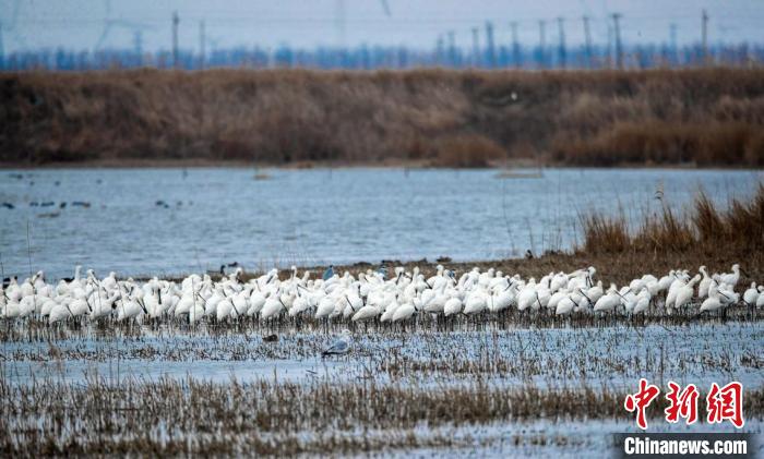 鳥兒在灘涂上棲息。(資料圖) 孫家錄 攝