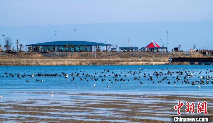 鳥兒在灘涂上覓食。(資料圖) 孫家錄 攝