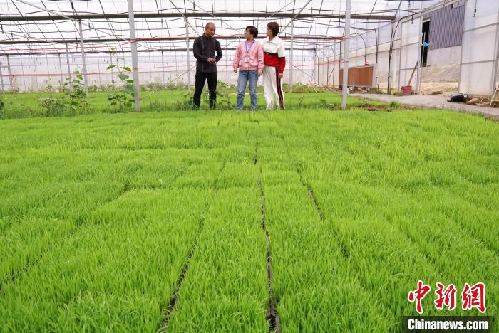 圖為江西吉安市安福縣甘洛鄉(xiāng)洛豐農(nóng)機(jī)服務(wù)專業(yè)合作社理事長周濤(左)在介紹新型大棚育秧技術(shù)?！⊥跄仙?攝