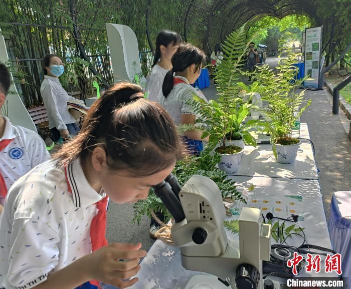 一位學生正在用顯微鏡觀察蕨類植物。　唐小晴 攝