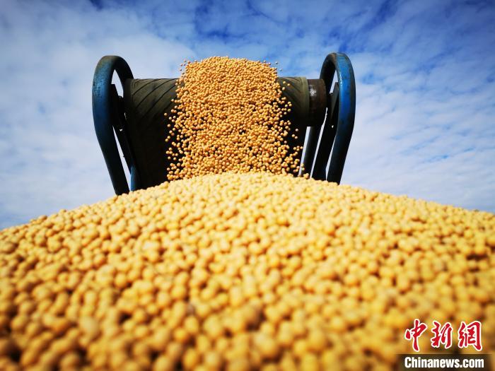 圖為高油大豆清選。　黃艷雙 攝