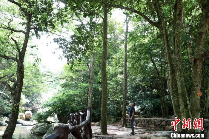 廣西大瑤山國家級自然保護區(qū)管理中心原副主任譚海明在觀察大瑤山瓊楠?！⒕S 攝