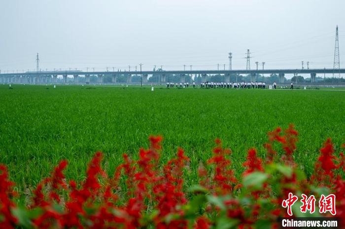 眉山市東坡區(qū)太和鎮(zhèn)永豐村高標(biāo)準(zhǔn)農(nóng)田一角?！⒅铱?攝