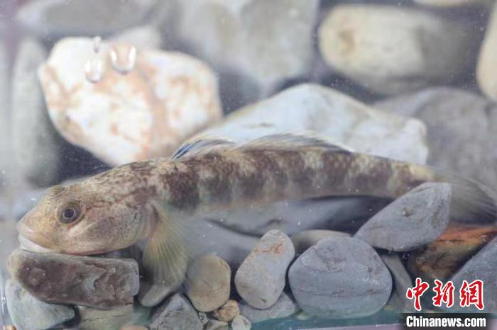 后河吻蝦虎魚(yú)(資料圖) 后河保護(hù)區(qū)管理局 供圖