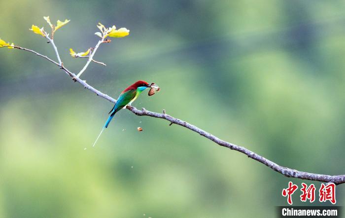 圖為藍(lán)喉蜂虎捕捉到蝴蝶作美餐?！〗绿m 攝