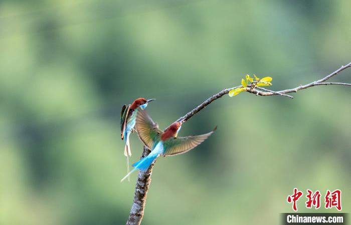 眼下藍(lán)喉蜂虎正處于求偶期?！〗绿m 攝