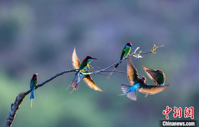 圖為藍(lán)喉蜂虎在枝頭上歡快跳躍、自由嬉戲?！〗绿m 攝