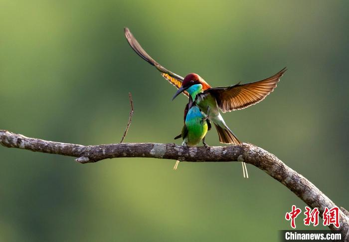 圖為熱戀中的藍(lán)喉蜂虎?！〗绿m 攝