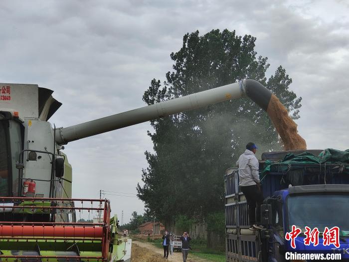 圖為收獲的小麥被輸送到運輸車里?！畲笥?攝