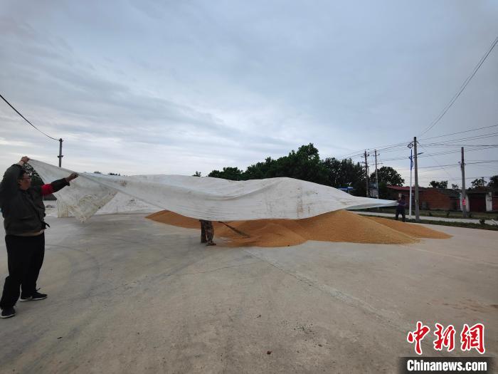 圖為工作人員用塑料布覆蓋麥堆，以防雨淋?！畲笥?攝