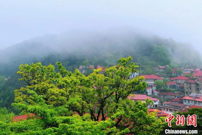 站在別墅庭院的涼亭抬頭望去，滿目蒼翠、云霧繚繞?！蛆i泉 攝