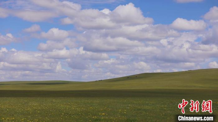 圖為點點新綠在原野上蓄勢待發(fā)。　歐戈 攝