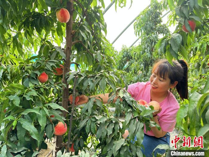 采摘水蜜桃?！⒌?攝