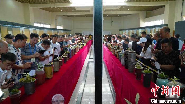 圖為活動現(xiàn)場?！≡颇鲜∥_辦供圖