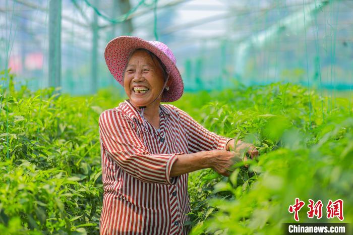 王母渡鎮(zhèn)濃口村無公害蔬菜基地的大棚內(nèi)，種植戶穿梭其間采收已經(jīng)成熟的辣椒。　薛順鑫 攝