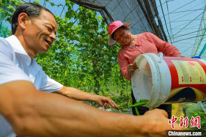 王母渡鎮(zhèn)濃口村無公害蔬菜基地的大棚內(nèi)，種植戶穿梭其間采收已經(jīng)成熟的辣椒?！⊙橏?攝