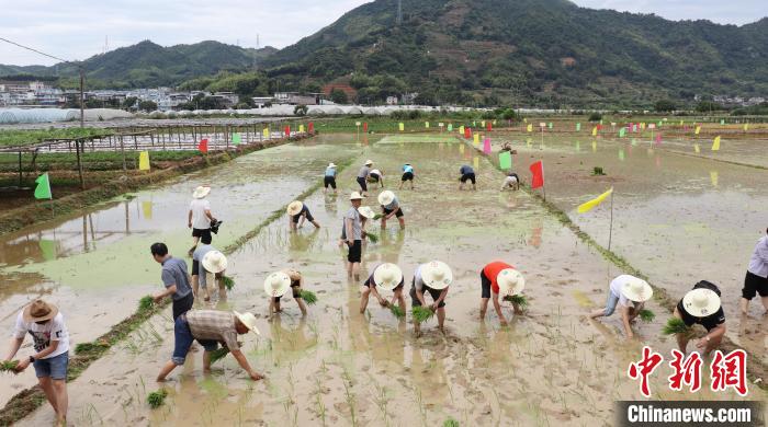 臺港澳同胞認領(lǐng)“家鄉(xiāng)一畝田”體驗農(nóng)耕樂趣