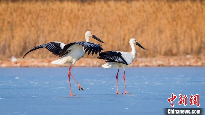 武漢沉湖濕地里的國家一級保護(hù)動物東方白鸛(資料圖) 魏斌 攝
