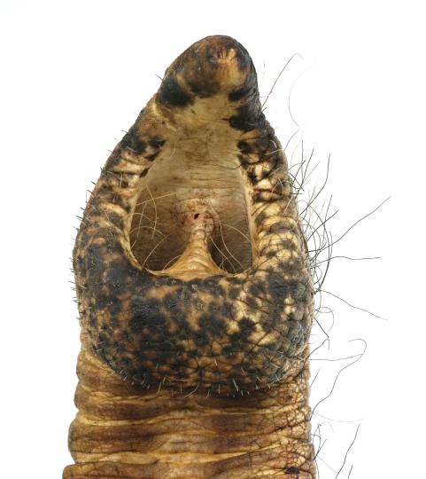 一頭雌性亞洲象鼻子前視圖，鼻須向側(cè)面生長(圖片來自Lena Kaufmann)?！∈┢樟指瘛ぷ匀?供圖