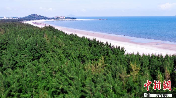 茂名沿海防護(hù)林 廣東省林業(yè)局 供圖 茂名沿海防護(hù)林 廣東省林業(yè)局 供圖