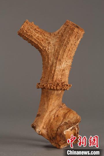 鹿角?！￡兾魇】脊叛芯吭?攝