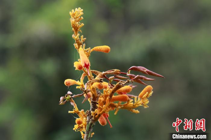 圖為廣西火桐。　農(nóng)正權(quán) 攝