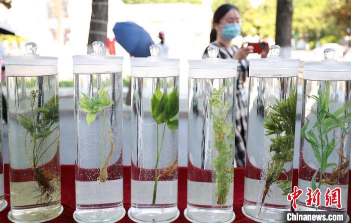 本次立法旨在推動中醫(yī)藥傳承研究、挖掘保護(hù)經(jīng)典名方、傳承保護(hù)中醫(yī)藥文化、培養(yǎng)中醫(yī)師傳承人等。(資料圖) 泱波 攝