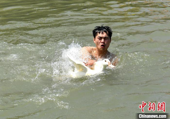 圖為海上捉鴨?！蚊?攝