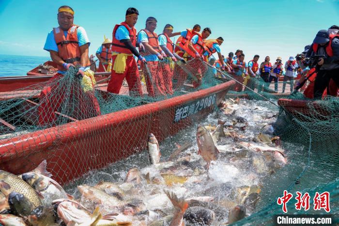 魚兒在水中翻騰。　年磊 攝