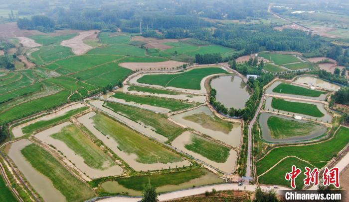 航拍肥西縣銘傳鄉(xiāng)白龍村稻鱉共養(yǎng)基地一隅?！￡惣覙?攝