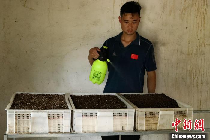 潘軍杰給正在孵化的鱉蛋補(bǔ)水保濕?！￡惣覙?攝