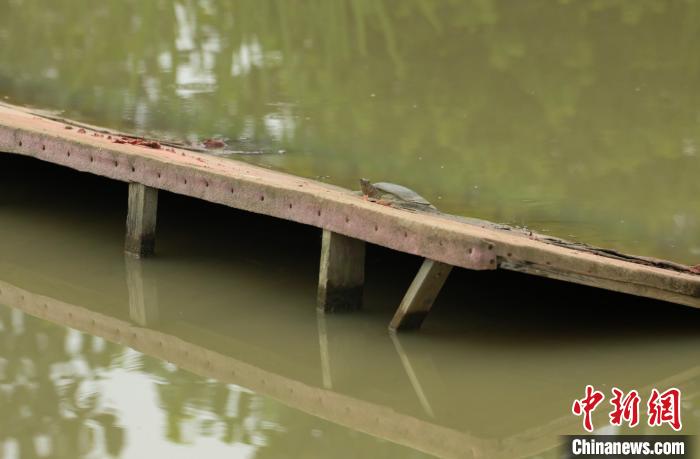 肥西縣銘傳鄉(xiāng)白龍村稻鱉共養(yǎng)基地內(nèi)，一只鱉在親水平臺(tái)上休息?！￡惣覙?攝