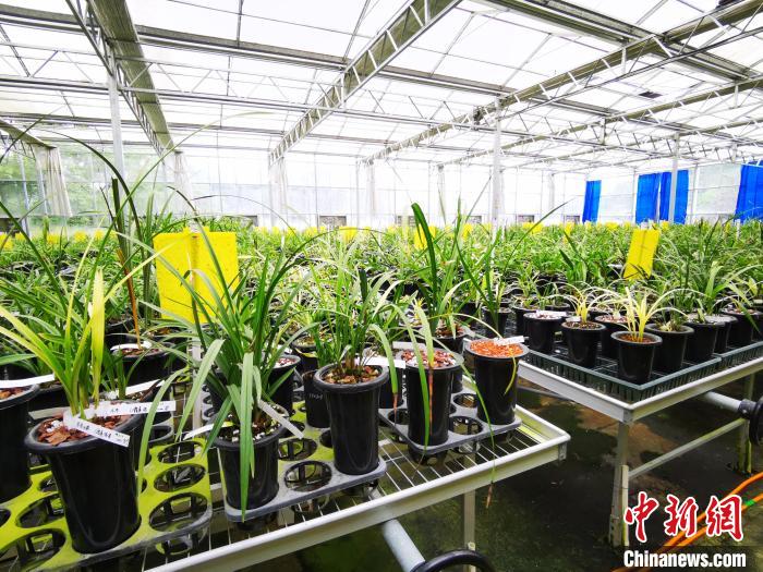 （高質(zhì)量發(fā)展調(diào)研行）福建清流：推進(jìn)兩岸融合高質(zhì)量發(fā)展，打造特色現(xiàn)代農(nóng)業(yè)