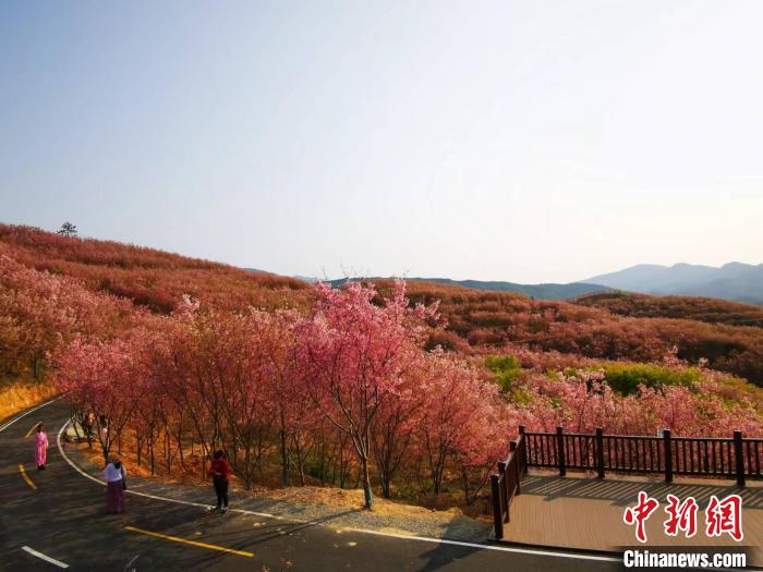 圖為簡(jiǎn)文通的千畝櫻花綻放，蔚為壯觀?！±壮?攝