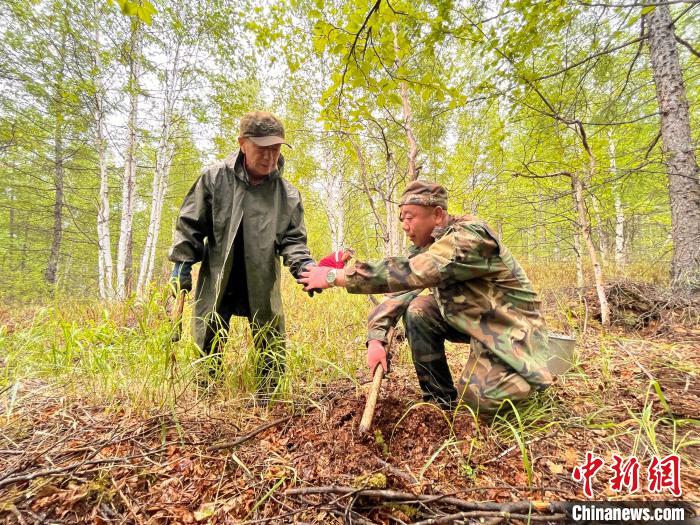圖為林業(yè)職工正在造林?！埿?攝
