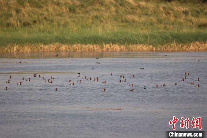 圖為紅頭潛鴨在湖中休憩覓食。　梁永峰 攝
