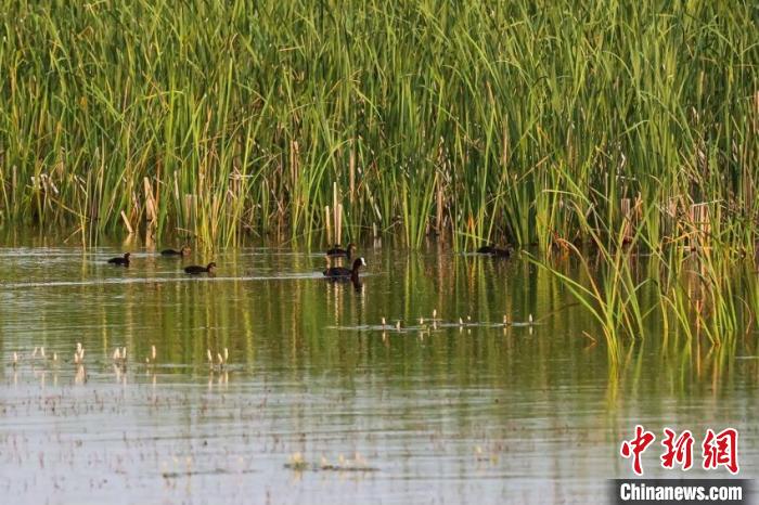 圖為白骨頂正帶著出生不久的“小精靈”在湖中游弋。　梁永峰 攝