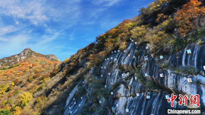 圖為北京市密云區(qū)蜂產(chǎn)業(yè)——崖蜜?！”本┦忻茉茀^(qū)供圖