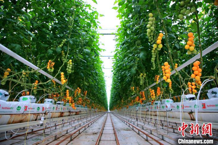 圖為北京市密云區(qū)西紅柿產(chǎn)業(yè)?！≈鬓k方供圖