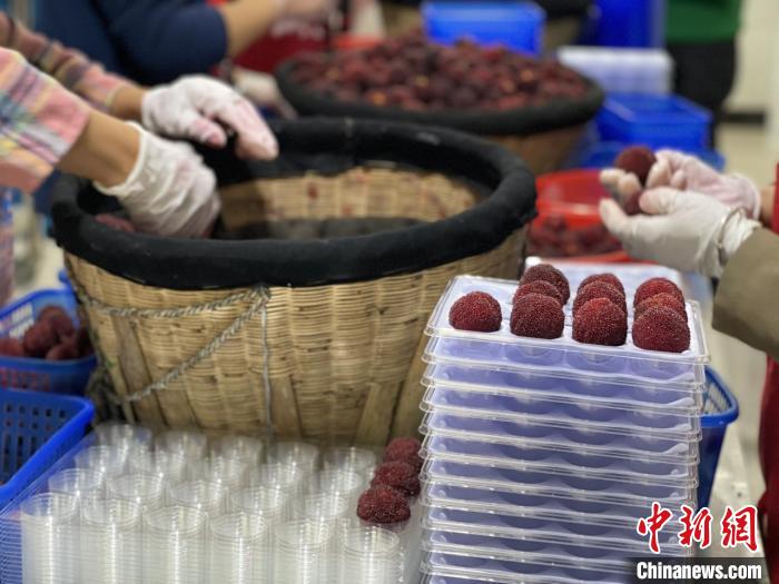 梅農(nóng)包裝楊梅?！∨R海市委宣傳部供圖