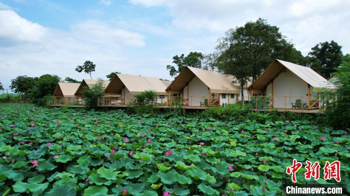 圖為貴港市港南區(qū)東津鎮(zhèn)沖口屯的夏日荷塘美景?！⒅緦?攝