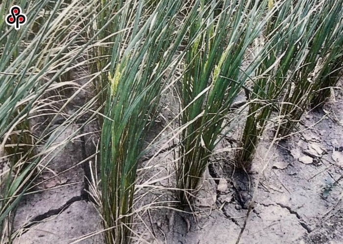 因應(yīng)干旱，今年嘉南灌區(qū)2期作第3至6組甚至實(shí)施全面節(jié)水停灌措施