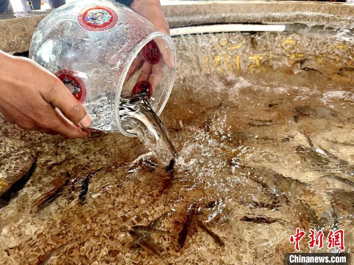 圖為當(dāng)?shù)孛癖姺帕髑嗪：沲帯！±铍h 攝