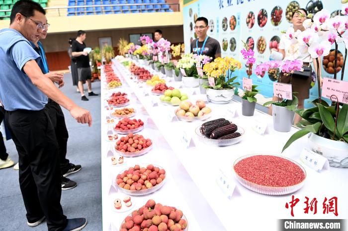 當(dāng)前，正是漳州荔枝上市高峰期，本屆茶會設(shè)置“圍爐煮茶話荔枝”版塊，現(xiàn)場品鑒荔枝?！埥鸫?攝