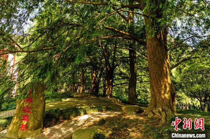 圖為江西省九江市武寧縣羅坪鎮(zhèn)長(zhǎng)水村的千年紅豆杉群?！∴嚲?攝