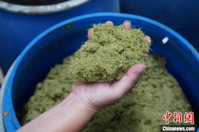 養(yǎng)牛場使用牧草、玉米、豆粕等制成的飼料。　王以照 攝