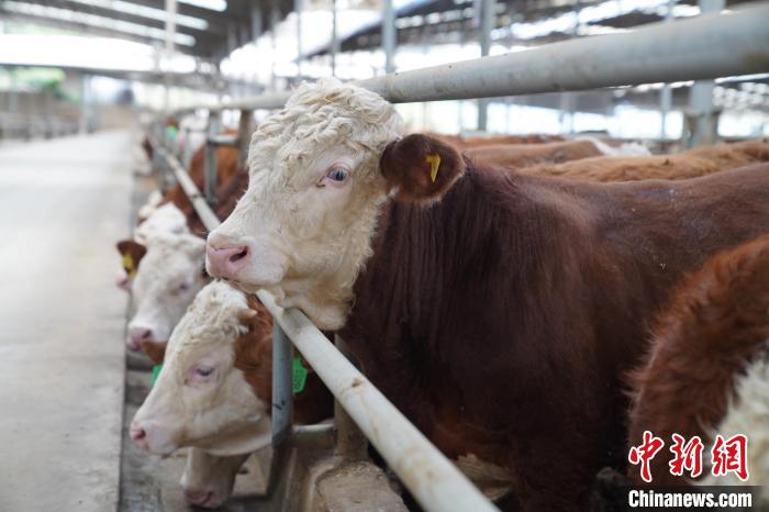 養(yǎng)牛場飼養(yǎng)的肉牛。　王以照 攝