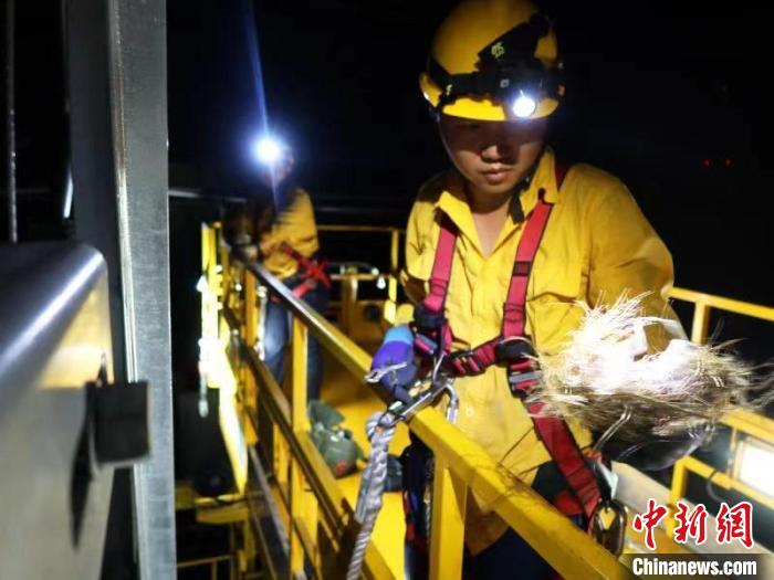 圖為“小黃人”給小鳥搬家?！『尉蓬?攝