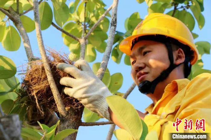 圖為“小黃人”給小鳥搬“新家”?！×汗庀?攝